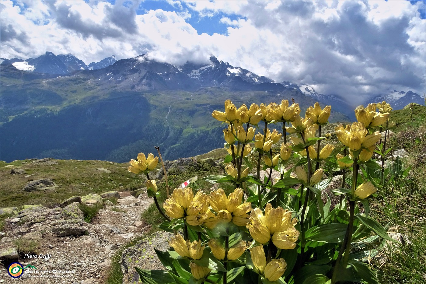 18 Gentiana punctata (Genziana punteggiata) con vista in primo piano sul Piz Morterash .JPG -                                